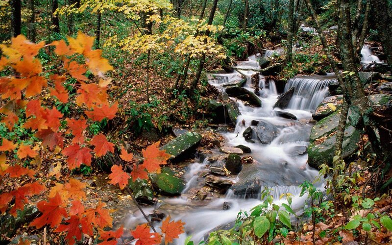 Stream in Autumn Forest — Red, Serene, Photograph, Fallen Leaves, Rocks, Trees, Water
