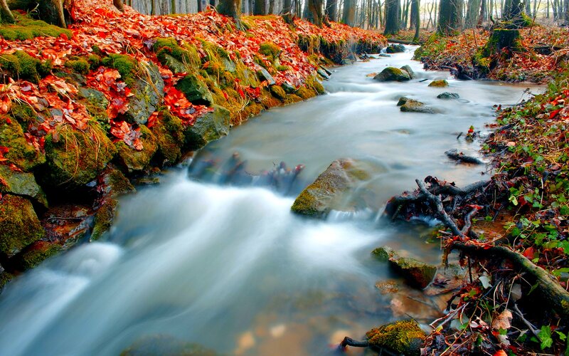 Stream in Autumn Forest — Red, Serene, Photograph, Leaves