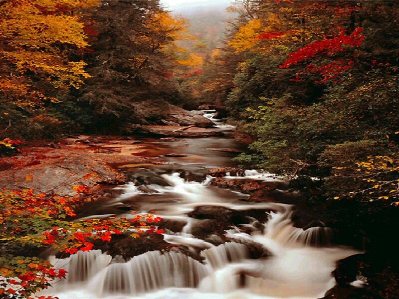 Stream in Autumn Forest — Red, Serene, Photograph