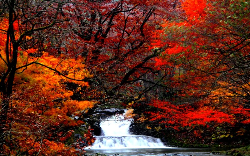 Stream in Autumn Forest — Red, Serene, Photograph, Trees, Falling Water