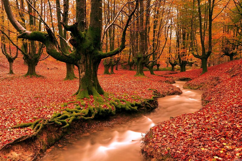 Stream in Autumn Forest — Red, Serene, Photograph, Trees, Leaves