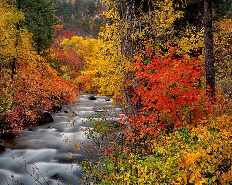 Stream in Autumn Forest — Red, Serene, Photograph, Trees, River, Rocks