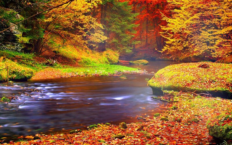 Stream in Autumn Forest — Red, Serene, Photograph, Trees, River