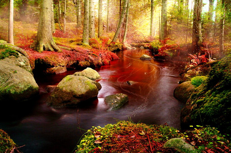 Stream in Autumn Forest — Red, Serene, Photograph, Trees, Rocks, Moss