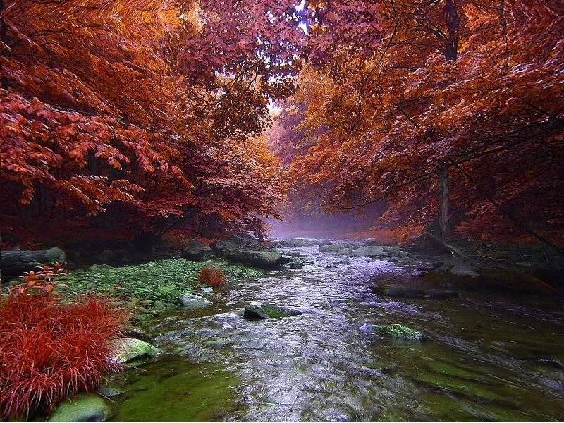 Stream in Autumn Forest — Red, Serene, Photograph, Trees, Rocks
