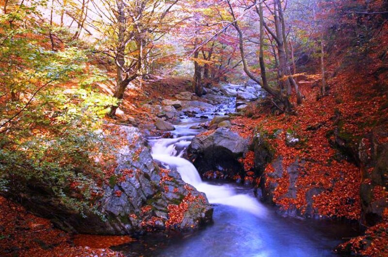 Stream in Autumn Forest — Red, Serene, Photograph, Trees