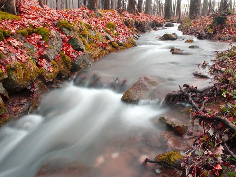 Stream in Autumn Forest — Red, Serene