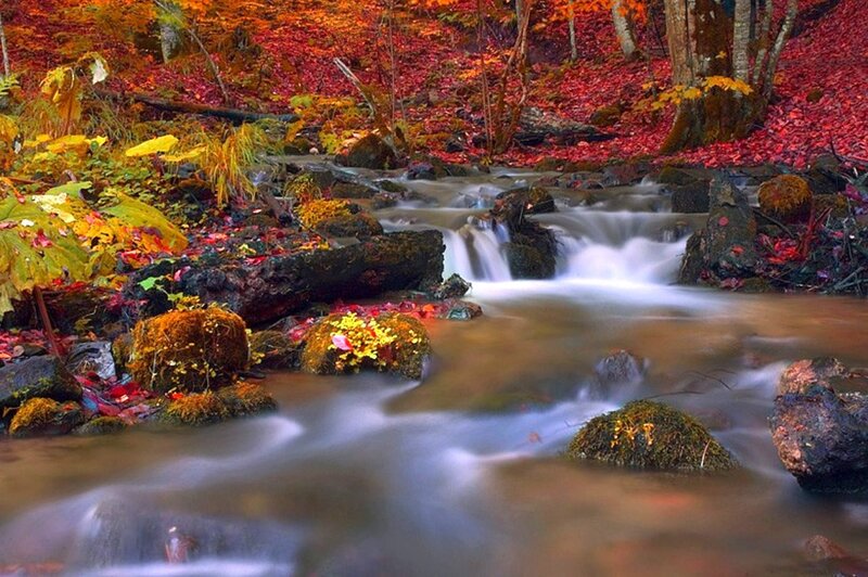 Stream in Autumn Forest — Red