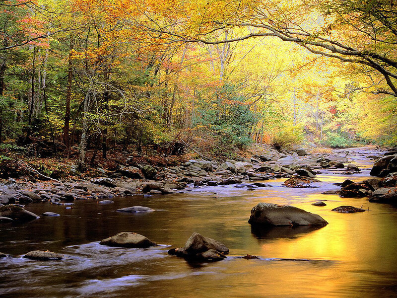 Stream in Autumn Forest — Serene, Green