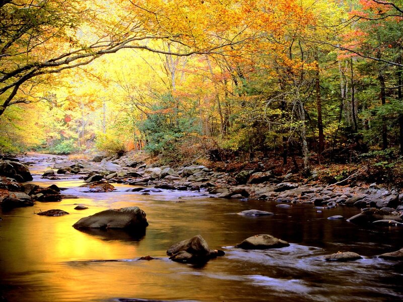 Stream in Autumn Forest — Serene, River