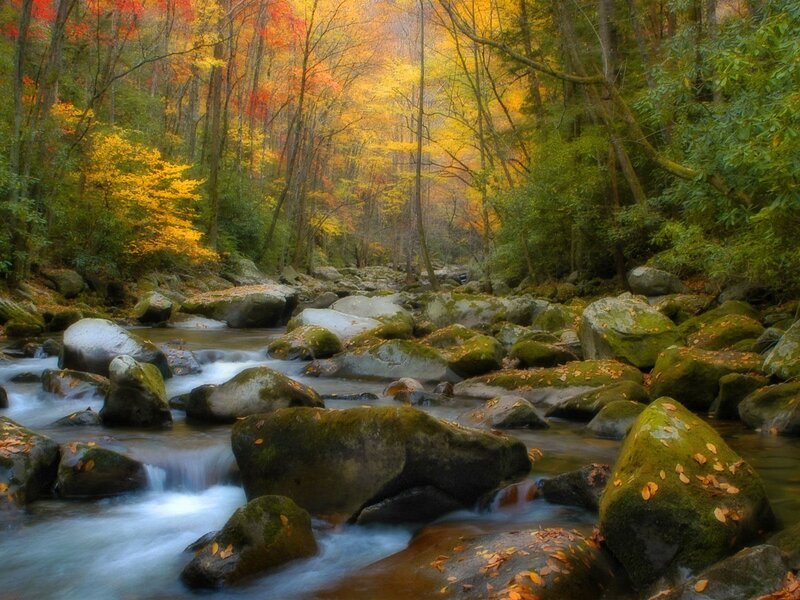 Stream in Autumn Forest — Serene, Rocks