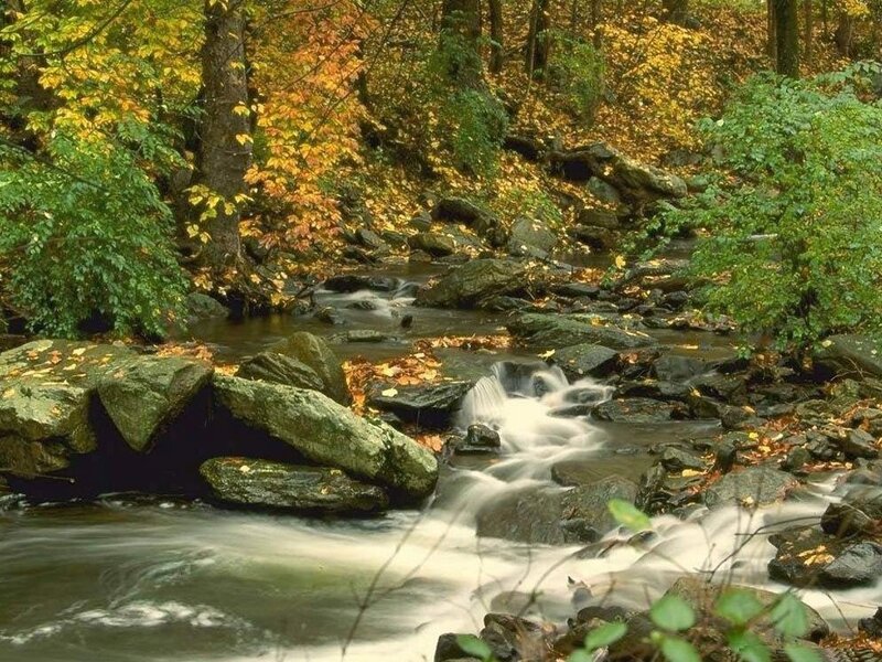 Stream in Autumn Forest — Serene, Trees