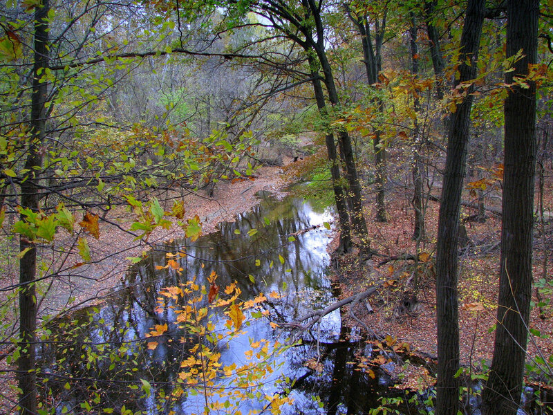 Stream in Autumn Forest — Serene, Yellow