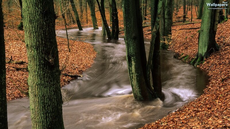 Stream in autumn forest