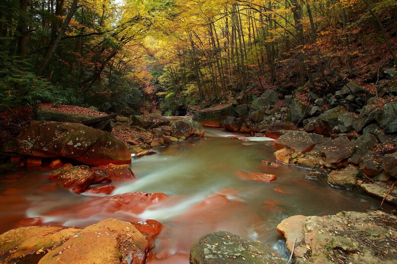 Stream in Autumn Forest — Yellow, Brown