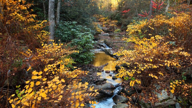 Stream in Autumn Forest — Yellow, Green
