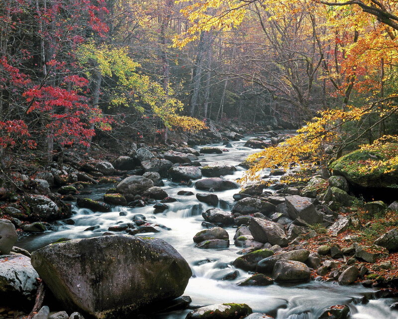 Stream in Autumn Forest — Yellow, Red