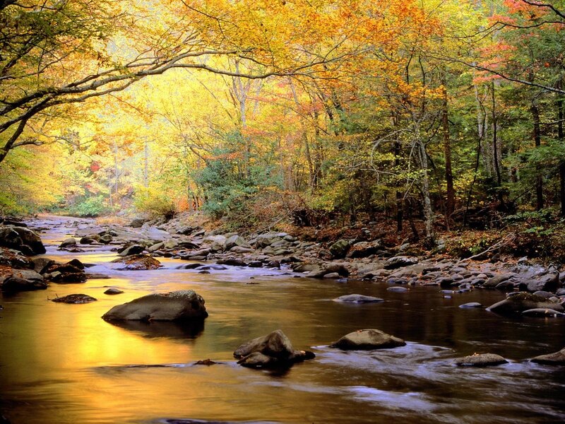 Stream in Autumn Forest — Yellow, River