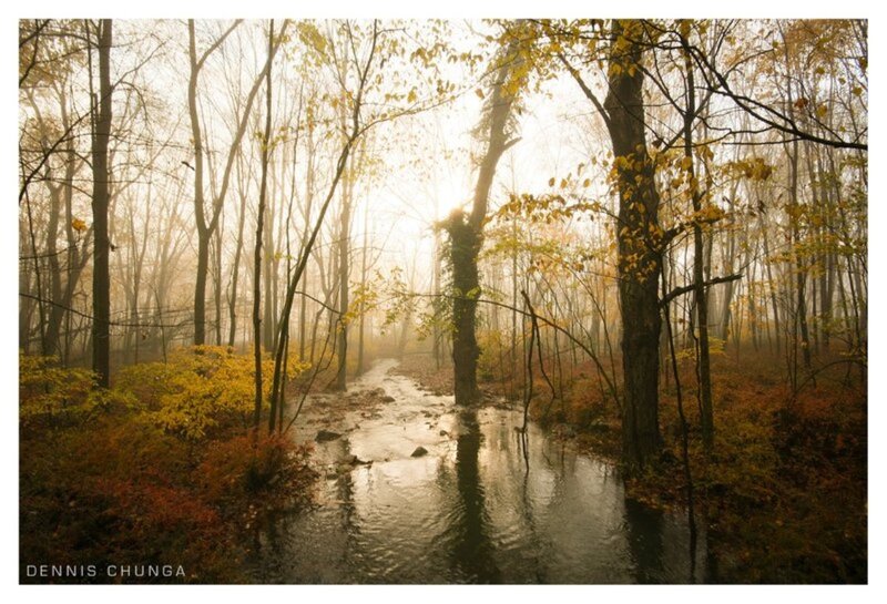 Stream in Autumn Forest — Yellow, Serene, Morning