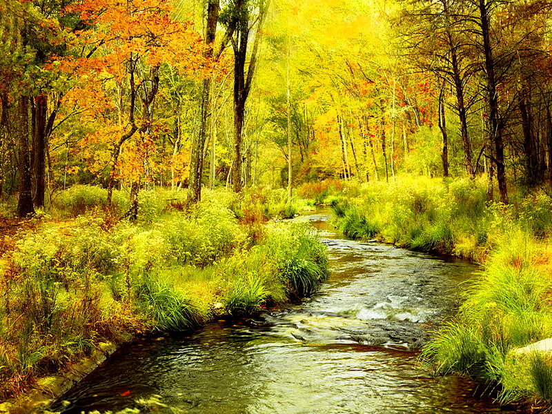 Stream in Autumn Forest — Yellow, Serene, Painting