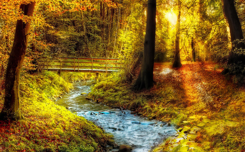Stream in Autumn Forest — Yellow, Serene, Photograph, Bridge