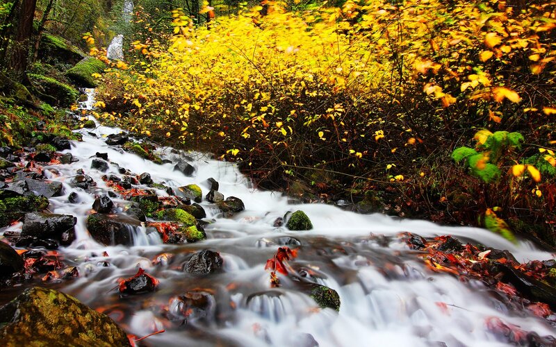 Stream in Autumn Forest — Yellow, Serene, Photograph, Fallen Leaves, Rocks, Moss