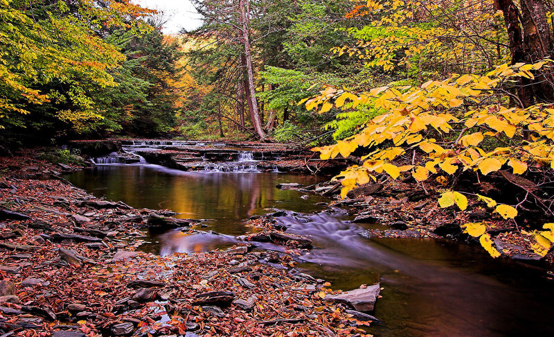 Stream in Autumn Forest — Yellow, Serene, Photograph, Fallen Leaves, Trees, Rocks