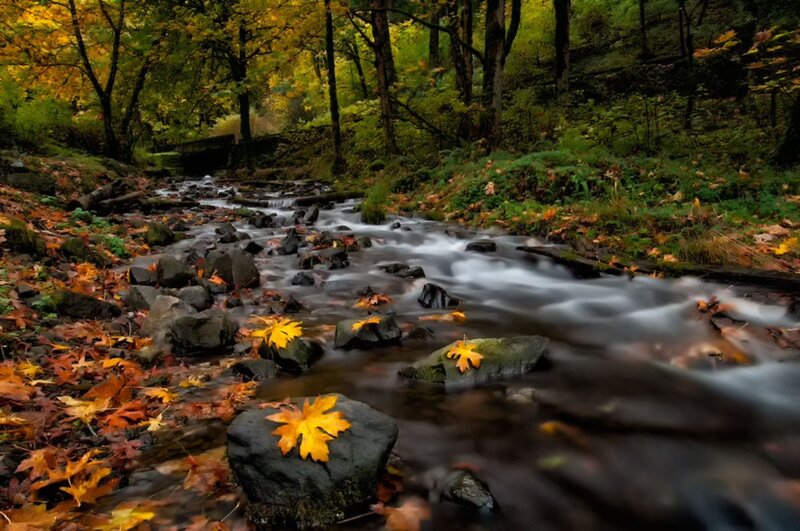 Stream in Autumn Forest — Yellow, Serene, Photograph, Leaves, Rocks