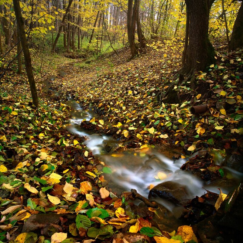 Stream in Autumn Forest — Yellow, Serene, Photograph, Leaves, Trees, Rocks