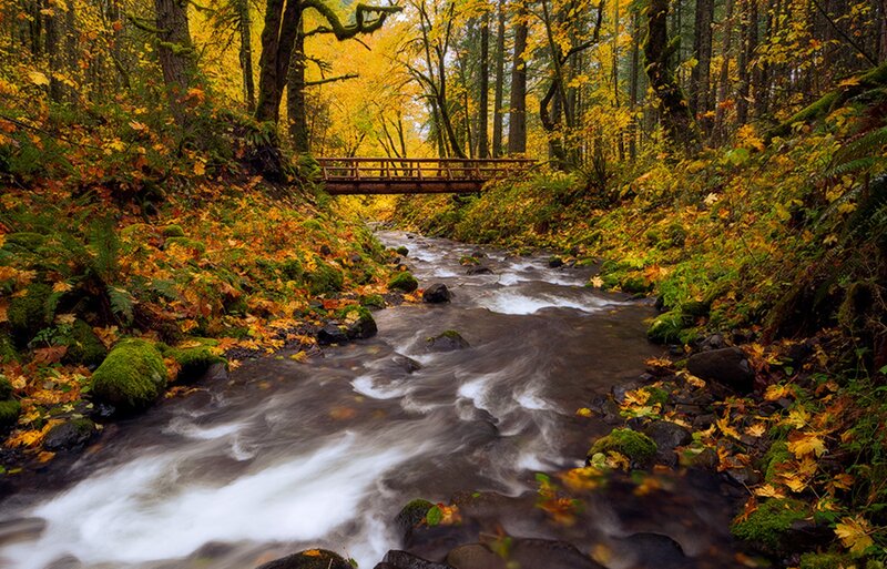 Stream in Autumn Forest — Yellow, Serene, Photograph, River