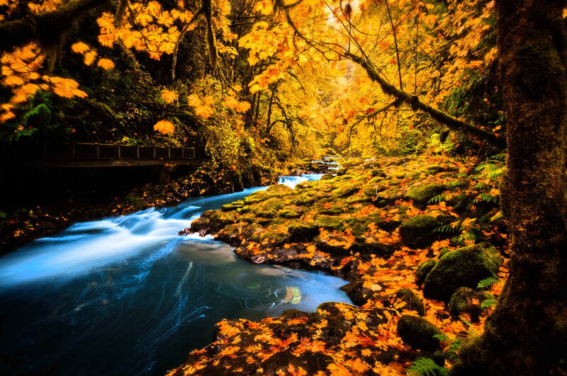 Stream in Autumn Forest — Yellow, Serene, Photograph, River, Trees
