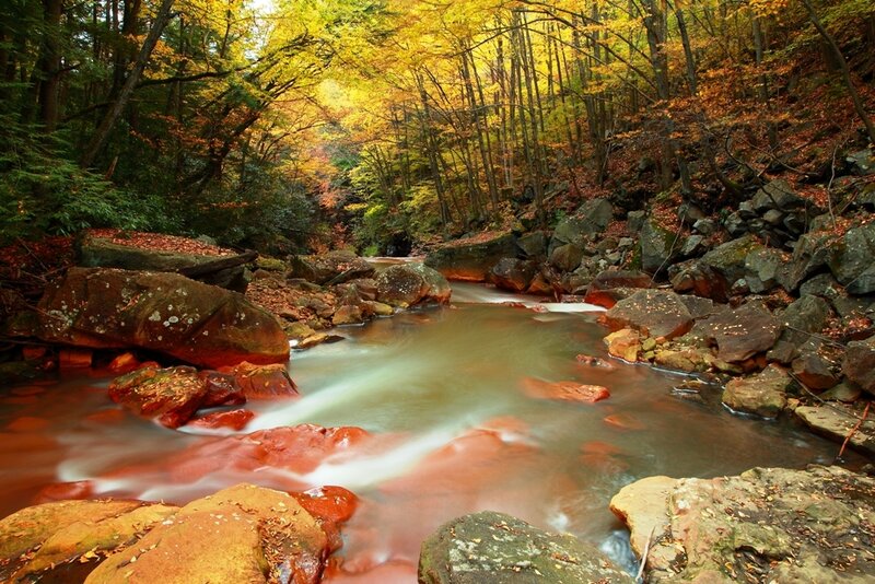 Stream in Autumn Forest — Yellow, Serene, Photograph
