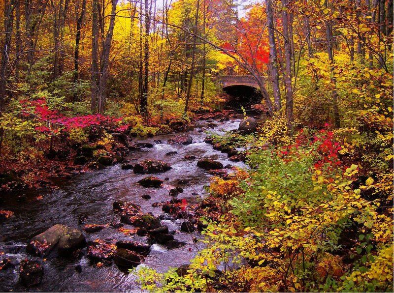 Stream in Autumn Forest — Yellow, Serene, Photograph, Trees, Bridge