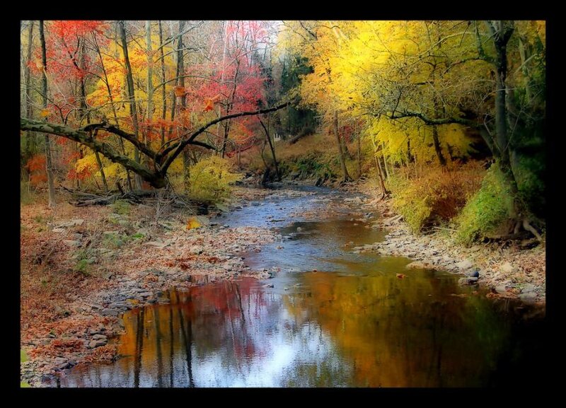 Stream in Autumn Forest — Yellow, Serene, Photograph, Trees, Fallen Leaves, River