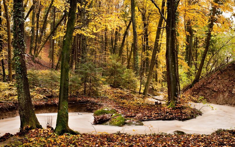 Stream in Autumn Forest — Yellow, Serene, Photograph, Trees, Leaves, Moss, Brown