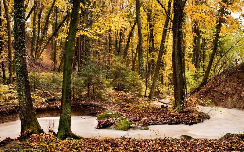 Stream in Autumn Forest — Yellow, Serene, Photograph, Trees, Leaves, Moss