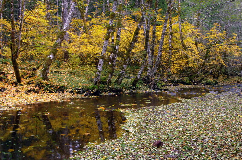 Stream in Autumn Forest — Yellow, Serene, Photograph, Trees, Leaves, River, Green