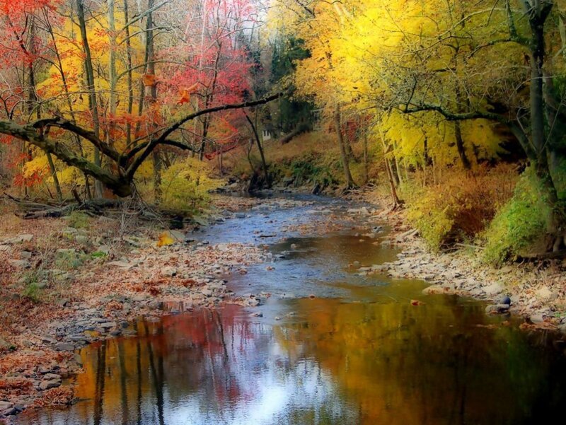Stream in Autumn Forest — Yellow, Serene, Photograph, Trees, Leaves, River, Red