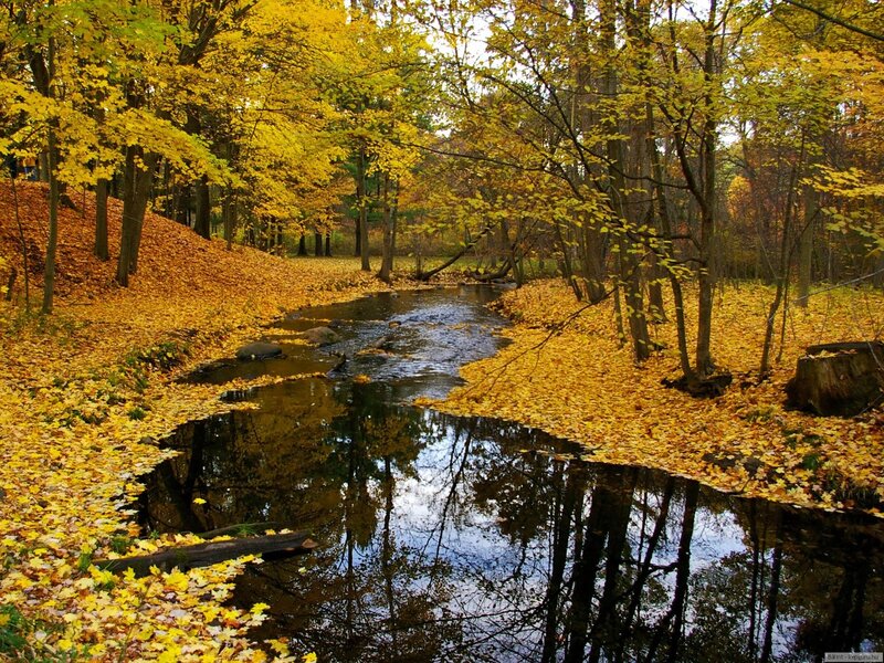 Stream in Autumn Forest — Yellow, Serene, Photograph, Trees, Leaves, River
