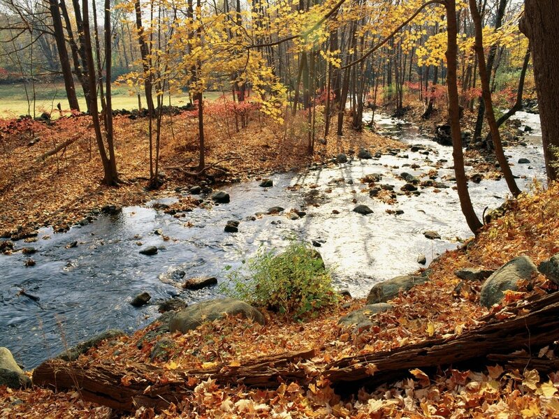 Stream in Autumn Forest — Yellow, Serene, Photograph, Trees, Leaves, Rocks, Fallen Log