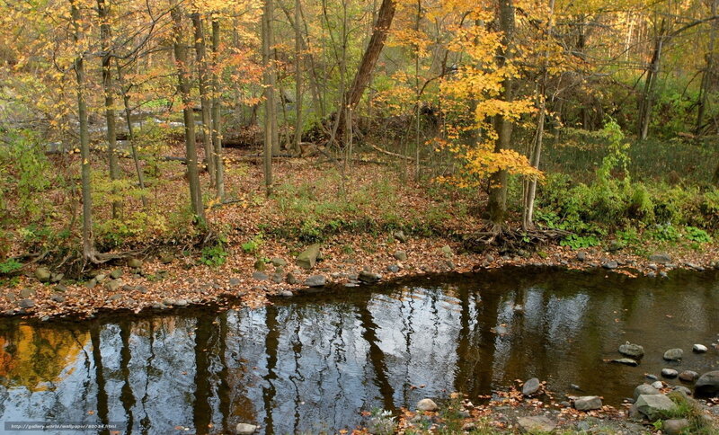Stream in Autumn Forest — Yellow, Serene, Photograph, Trees, Leaves, Rocks