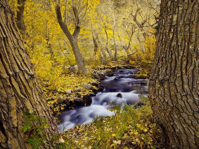 Stream in Autumn Forest — Yellow, Serene, Photograph, Trees, River, Fallen Leaves, Brown