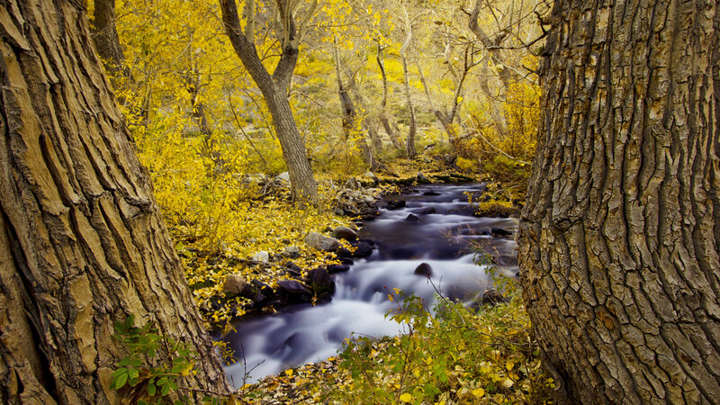 Stream in Autumn Forest — Yellow, Serene, Photograph, Trees, River, Fallen Leaves