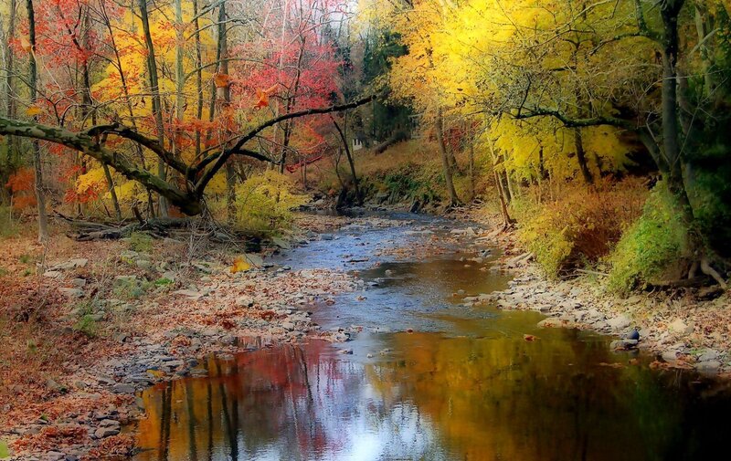 Stream in Autumn Forest — Yellow, Serene, Photograph, Trees, River, Leaves