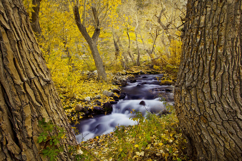 Stream in Autumn Forest — Yellow, Serene, Photograph, Trees, River