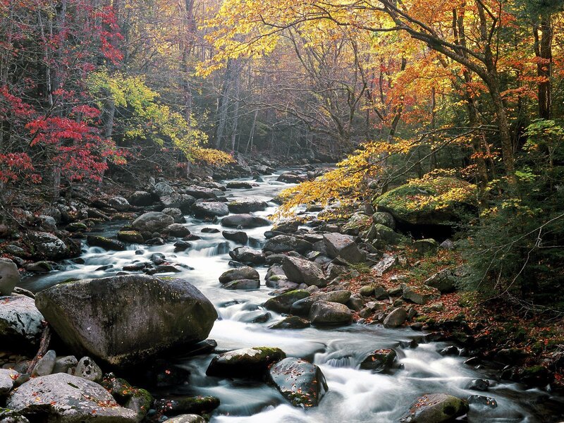 Stream in Autumn Forest — Yellow, Serene, Photograph, Trees, Rocks, Fallen Leaves, Red