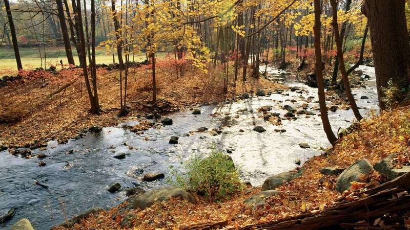 Stream in Autumn Forest — Yellow, Serene, Photograph, Trees, Rocks, Leaves, Brown