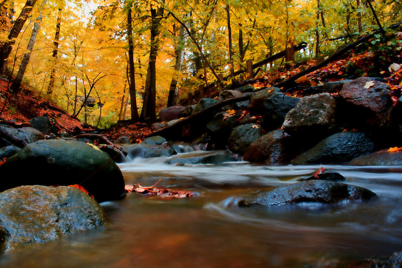 Stream in Autumn Forest — Yellow, Serene, Photograph, Trees, Rocks, Leaves