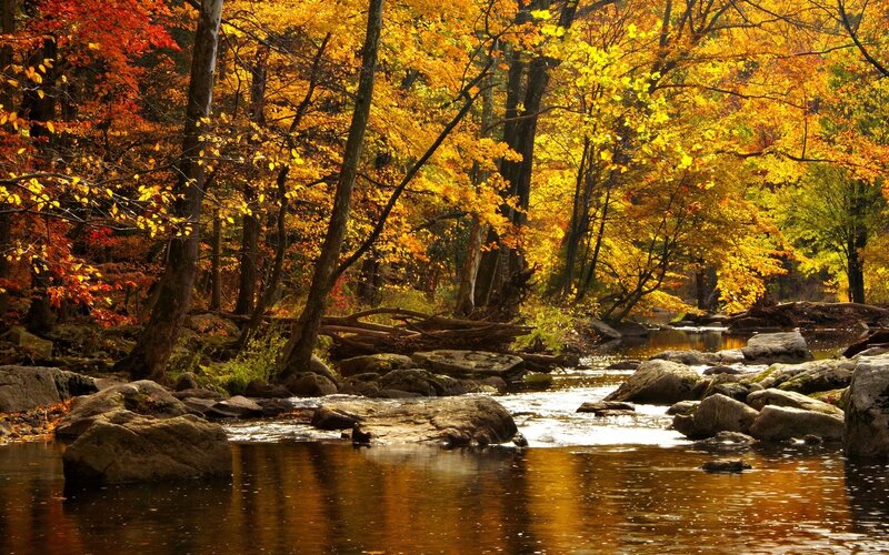 Stream in Autumn Forest — Yellow, Serene, Photograph, Trees, Rocks, River, Orange, Brown