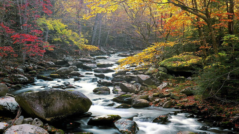 Stream in Autumn Forest — Yellow, Serene, Photograph, Trees, Rocks